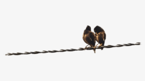 Couple Of Birds Perched On A Cable Clip Arts - Png Couple D Oiseau, Transparent Png, Free Download