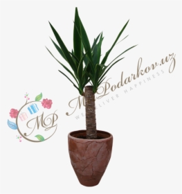 Yucca - Flowerpot, HD Png Download, Free Download
