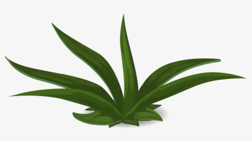 Free Green Plant White Background, HD Png Download, Free Download
