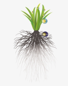 Liquid Soil Vs Liquid Foliar Illustration - Yucca, HD Png Download, Free Download