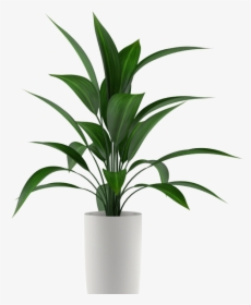 Isolated Plant, HD Png Download, Free Download