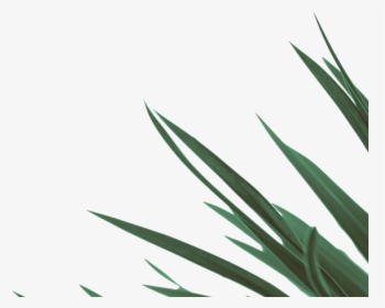 Yucca Plant Png, Transparent Png, Free Download