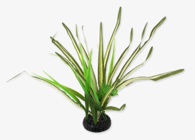 Plants, HD Png Download, Free Download