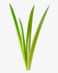 Newspring Growth - Grass, HD Png Download, Free Download