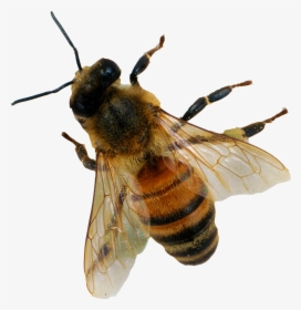 Bee Png Image - Honey Bee Apis Mellifera, Transparent Png, Free Download