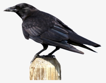 Png Images Of Crow, Transparent Png, Free Download