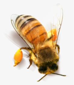 Bee Png Clipart - Bee, Transparent Png, Free Download