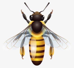 Bee Png Clip Art Best Web Clipart, Transparent Png, Free Download
