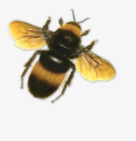 Bees Transparent Top - Bee Flying Transparent Background, HD Png Download, Free Download
