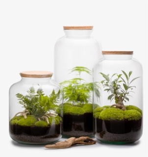 Decorative Objects - Collection Terrarium - Naturalys, HD Png Download, Free Download