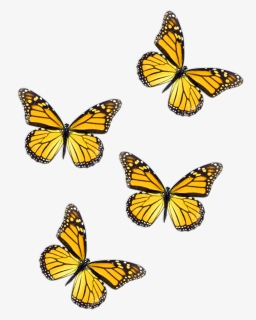 #freetoedit #butterflies #yellow #butterfly - Blue Butterfly Aesthetic, HD Png Download, Free Download