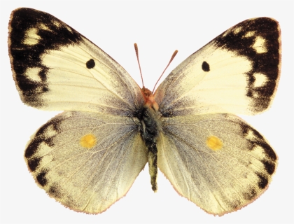 Mariposas Png Para Photoshop - Pale Clouded Yellow Butterfly, Transparent Png, Free Download