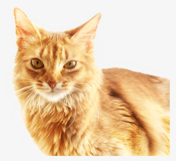 Cat Download Software - Cat Head Png, Transparent Png, Free Download