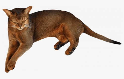 Cute Cat Png, Transparent Png, Free Download