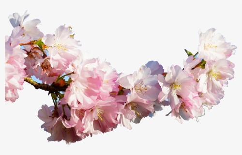 Transparent Cherry Blossoms Clip Art - Real Sakura Flower Png, Png Download, Free Download