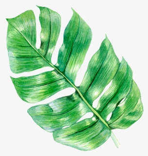 Leaf - Ensete, HD Png Download, Free Download