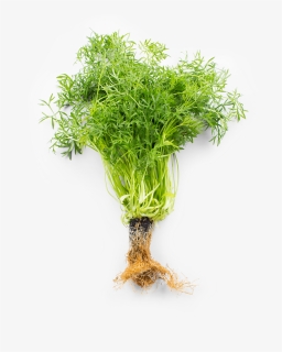 Mountain Coriander - گشنیز کوهی, HD Png Download, Free Download
