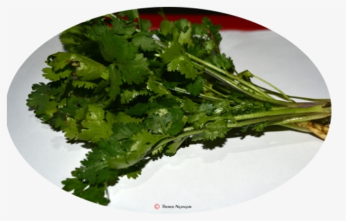 Coriander, HD Png Download, Free Download