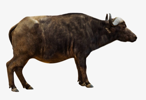 African Buffalo Png Pics - Cape Buffalo Side View, Transparent Png, Free Download