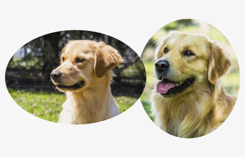 Hellie Pedigree And Clearances - Golden Retriever, HD Png Download, Free Download