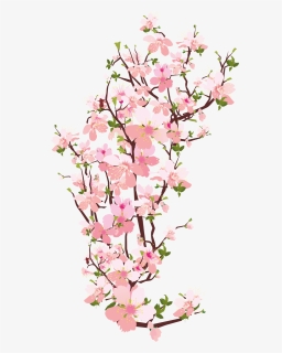  sakura Hotuna Png - Cherry Blossom Flower Png, Transparent Png, Free Download