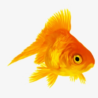 Transparent Gold Fish Png - Золотая Рыбка Для Фотошопа, Png Download, Free Download