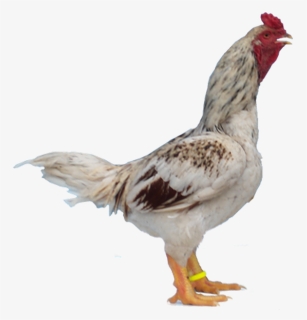 Indian Game Chickens, HD Png Download, Free Download
