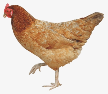 Hen Chicken Png Image Download - Chicken Png, Transparent Png, Free Download