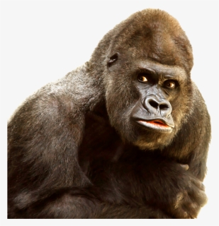 #gorilla - Gorilla Png, Transparent Png, Free Download