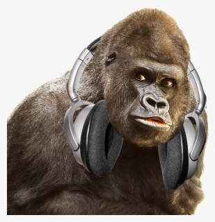 Gorilla Png, Transparent Png, Free Download