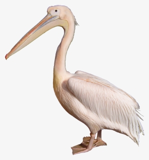 Pelican - White Pelican, HD Png Download, Free Download
