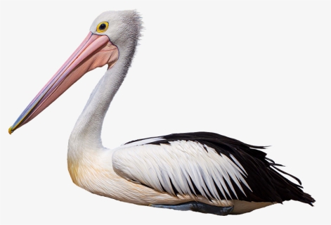 White Pelican, HD Png Download, Free Download
