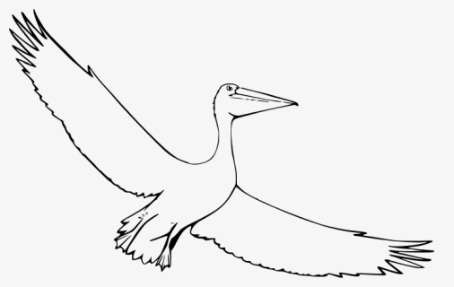 File - Pelican - Svg - Water Bird, HD Png Download, Free Download