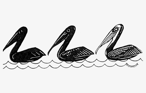 Brown Pelicans C - Illustration, HD Png Download, Free Download