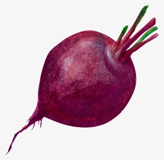 Purple Common Beet Transprent - Beetroot Png, Transparent Png, Free Download