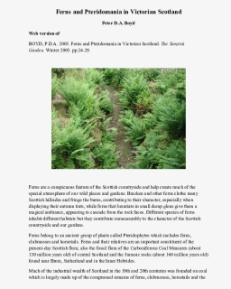 Transparent Ferns Png - Pond Pine, Png Download, Free Download