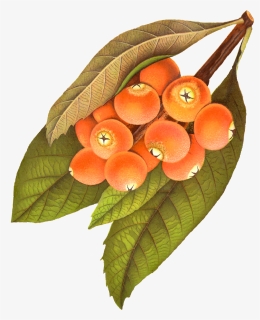 Digital Rowan Berry Download - Berry Illustration Png Vintage, Transparent Png, Free Download