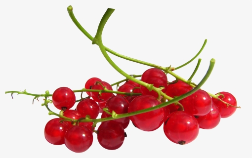 Red Currant Berries Png , Png Download - Redcurrant Png, Transparent Png, Free Download