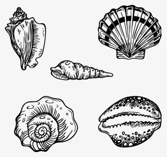 Shell, HD Png Download, Free Download