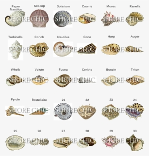 Types Of Seashells Png - Type Of Shell, Transparent Png, Free Download