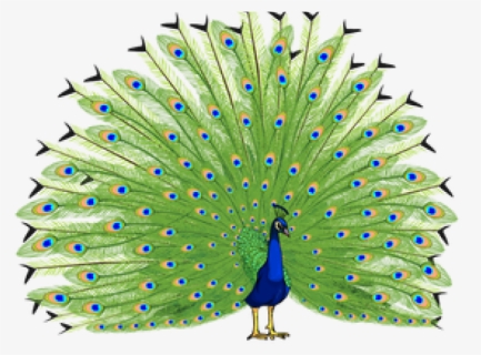 Peacock Png Transparent Images - Peacock Images Hd Png, Png Download, Free Download