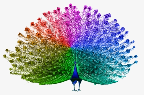Peacock Open Feather Png, Transparent Png, Free Download