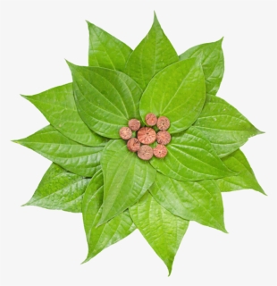 Poinsettia, HD Png Download, Free Download