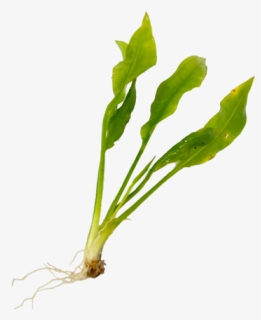 Aquatic Plant Care"     Data Rimg="lazy"  Data Rimg - Leaf Vegetable, HD Png Download, Free Download