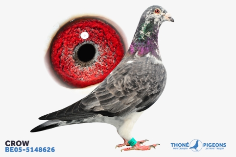 Jos Thone Grizzle Pigeons, HD Png Download, Free Download