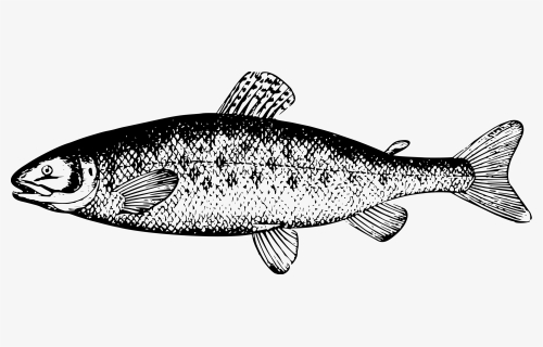 Real Chum Salmon Png - Salmon Clipart Black And White, Transparent Png, Free Download