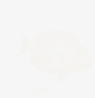 Pomacentridae, HD Png Download, Free Download