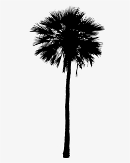 Asian Palmyra Palm Black & White - Borassus Flabellifer, HD Png Download, Free Download