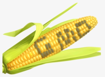 Corn The Says Gmo, HD Png Download, Free Download