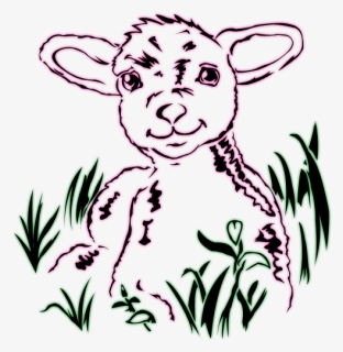 Sheep Drawing Line Art - Line Art, HD Png Download, Free Download
